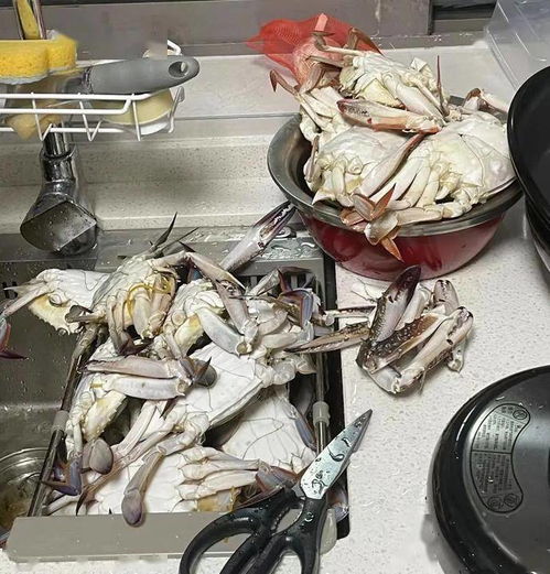 吃吐了？杭州人最愛的它價格持續走低，肉制品及副產品加工迎來旺季