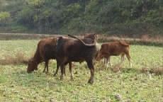 湖南崛起 牛羊出口基地與肉制品加工產(chǎn)業(yè)蓬勃發(fā)展